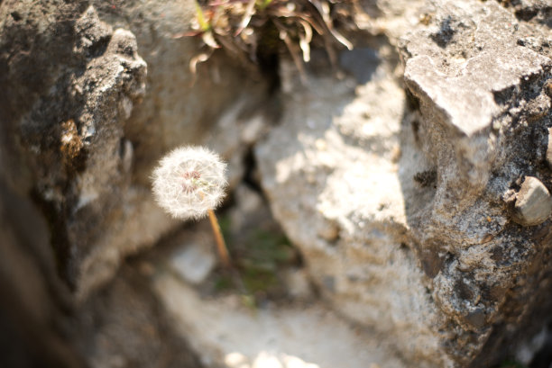 蒲公英图片下载