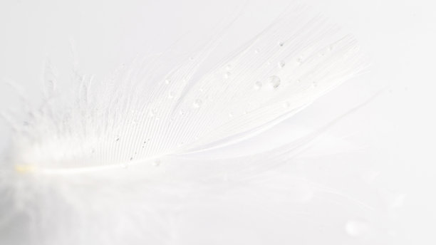 羽毛的背景。大自然鸟类羽毛纹理特写白色微距摄影，对焦柔和。摘要珊瑚粉色的潮流和复古。图片下载