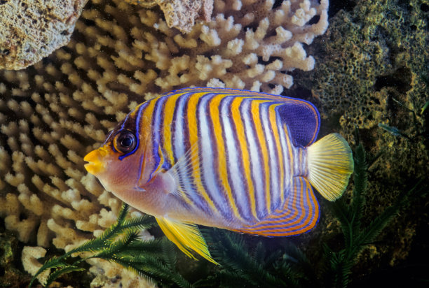 皇家神仙鱼图片下载