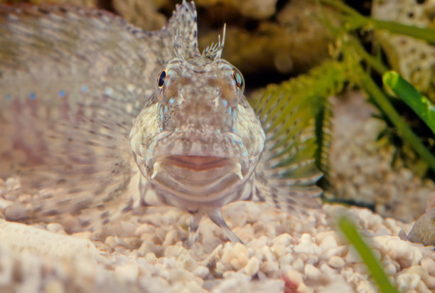鱼是一种受欢迎的海洋水族馆鱼类在大洋洲图片下载