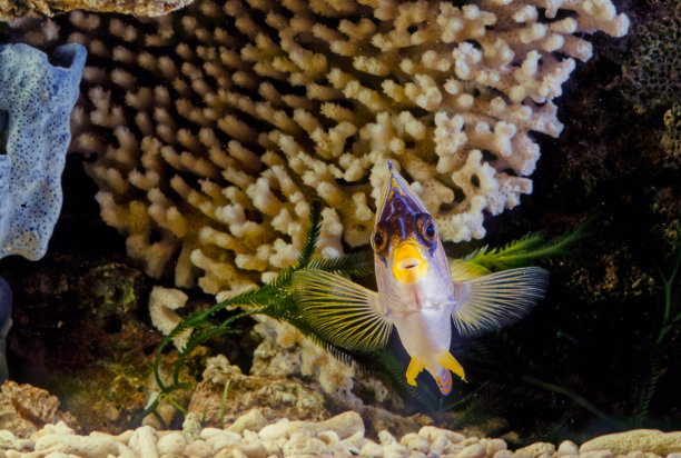 皇家神仙鱼图片下载