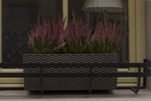 窗边有粉红色花的花坛图片下载