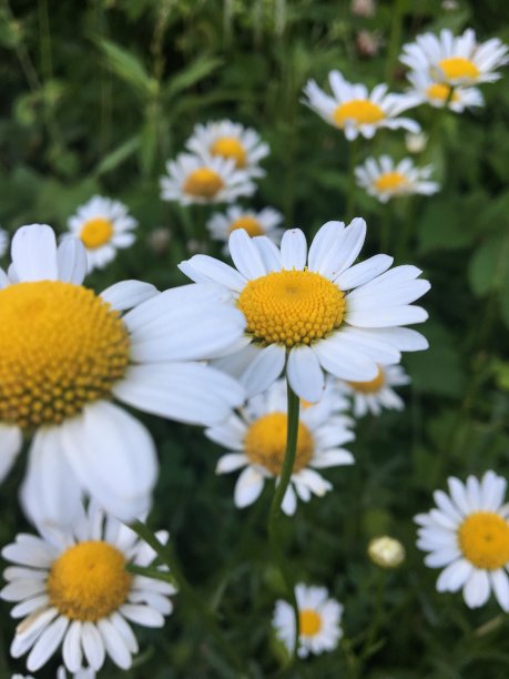 戴西兹图片下载