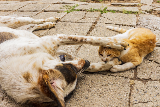 猫和狗打架咬人。一只大狗和一只小猫之间的游戏的特写镜头。图片下载