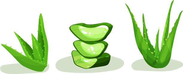 芦荟莲座大厚肉质叶子图片下载