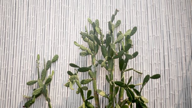 白色竹篱笆上的仙人掌图片下载