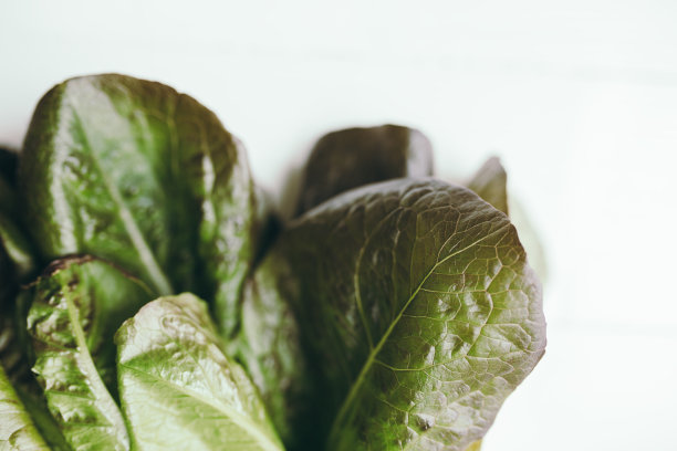 新鲜的绿色生菜沙拉叶子在白色的背景图片下载