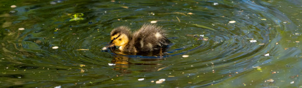 近全景低水景的鸭头鸭小鸡图片下载