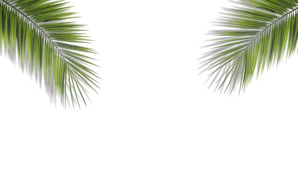 棕榈叶的背景。热带棕榈叶在空白的彩色背景。夏季，热带，阳光，度假概念图片下载
