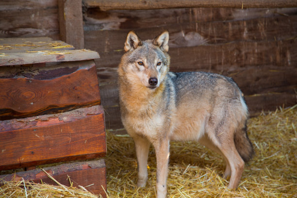 这是一只年轻漂亮的灰狼的肖像图片下载