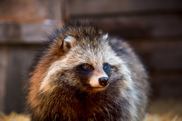 稻草床上的浣熊狗图片下载