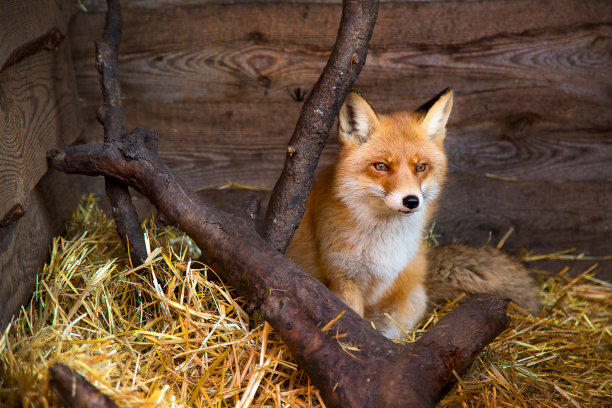 这是一只年轻美丽的红狐的肖像图片下载