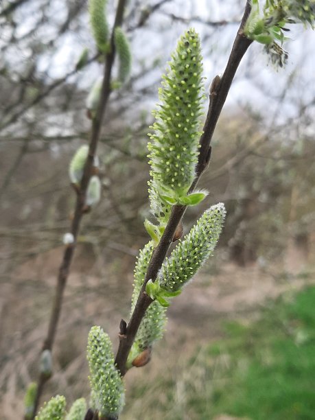 柳絮女篮图片下载