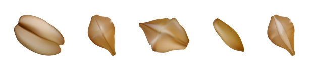 燕麦谷物是现实的健康食品图片下载