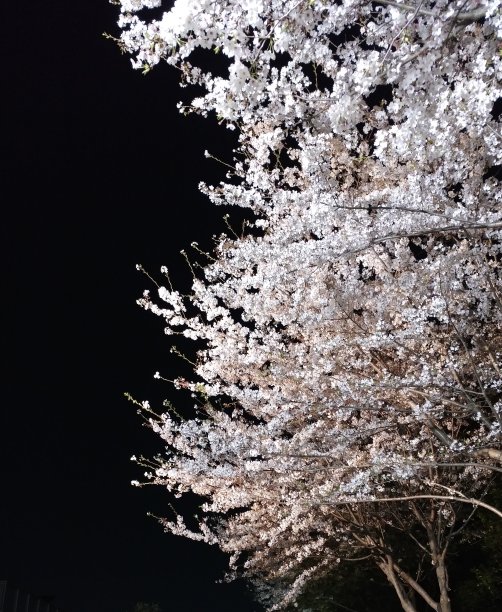 樱花在夜晚盛开图片下载