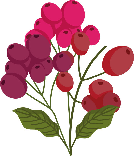 树枝与咖啡豆有机分离图片下载