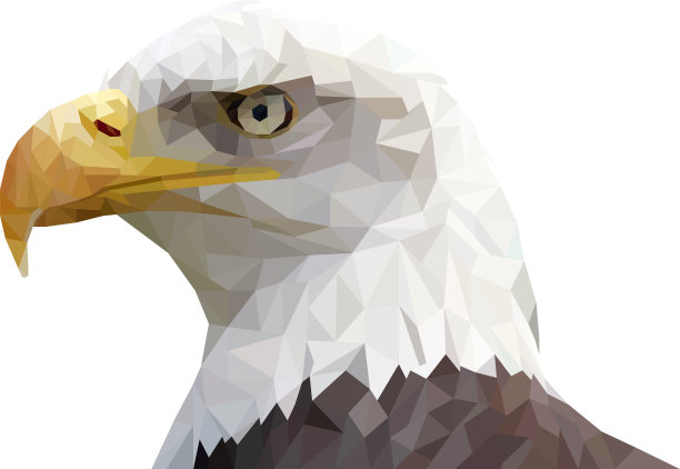 白头海雕图片下载