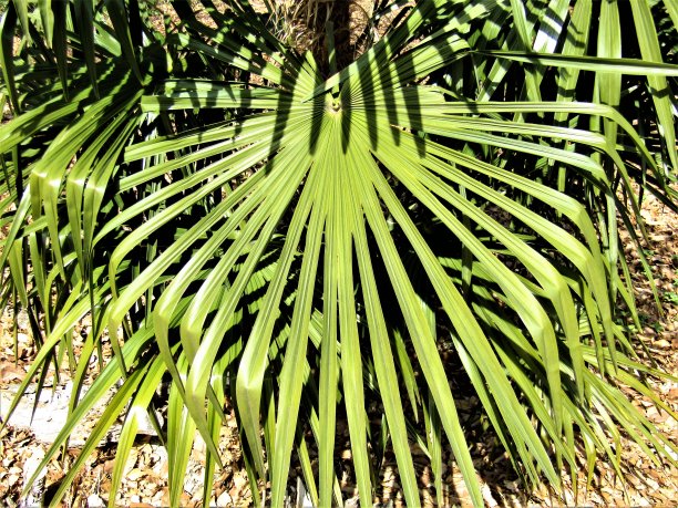 日本。3月。棕榈叶图案的对称性。图片下载