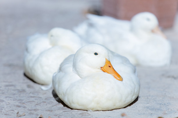 模糊背景下的家鸭特写图片下载