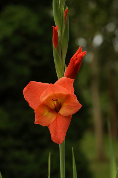 软的焦点。美丽的红色剑兰。剑兰、剑兰、栗色剑兰在花园里开花。绿色背景上的大花和花蕾。墙纸、背景和明信片。图片下载