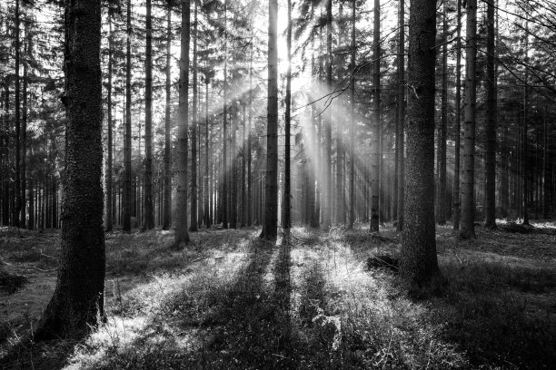 阳光照耀着秋天的森林图片下载