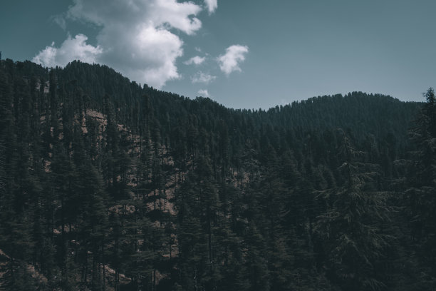 暗色喜玛拉雅雪松森林景观图片。图片下载