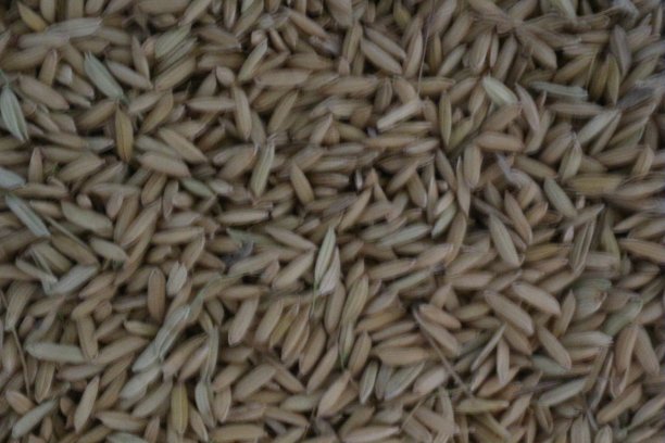 收割小麦图片下载