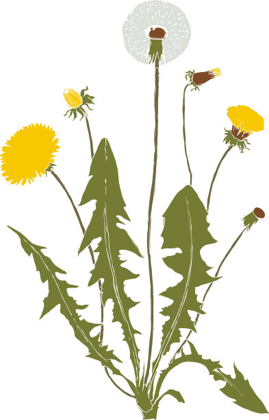 蒲公英植物隔离图片下载