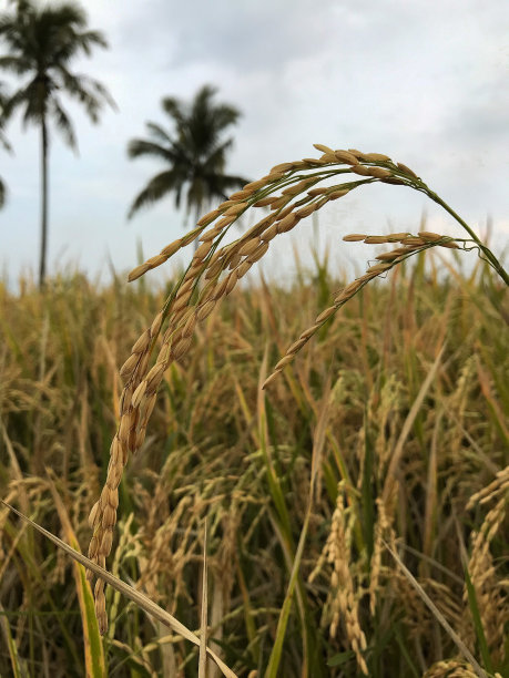 成熟的米饭图片下载