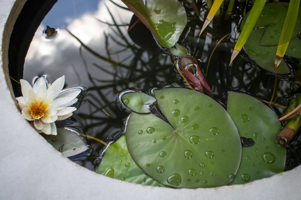 单朵白色睡莲花，水面上有叶子图片下载