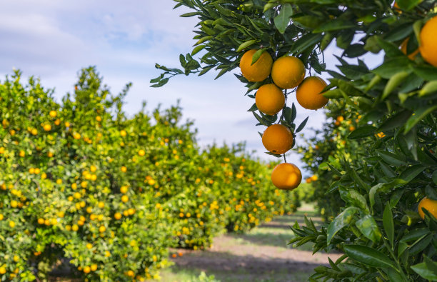 果园里的橙子图片下载