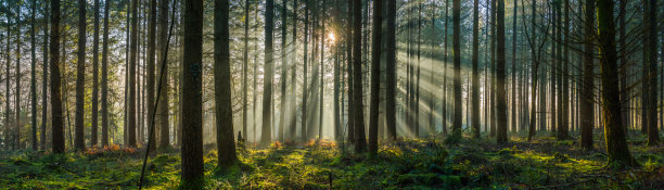 阳光透过绿油油的松林，金色的林地日出全景图片下载