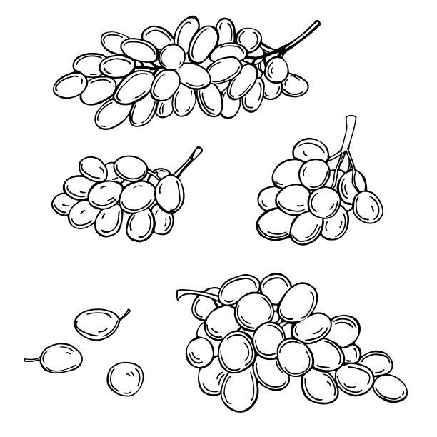 白色背景上的葡萄。矢量插图。图片下载