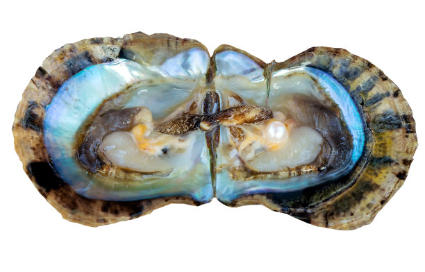 珍珠母。海贝壳，海珠孤立，闪闪发光图片下载