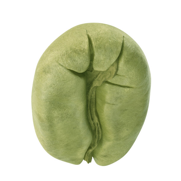 白色背景下分离出的未烘焙的绿色咖啡豆图片下载