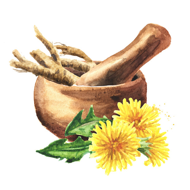 野生药用植物蒲公英根和砂浆，水彩手绘插图孤立在白色背景图片下载