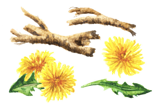 野生药用植物蒲公英根集，水彩手绘插图孤立在白色背景图片下载