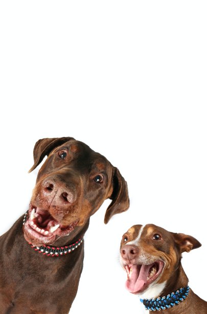 两个有趣的狗图片下载