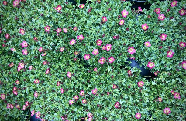 盛开的粉红色虎仙草顶视图背景图片下载