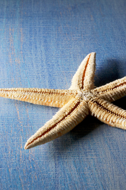 木制背景上的海星图片下载