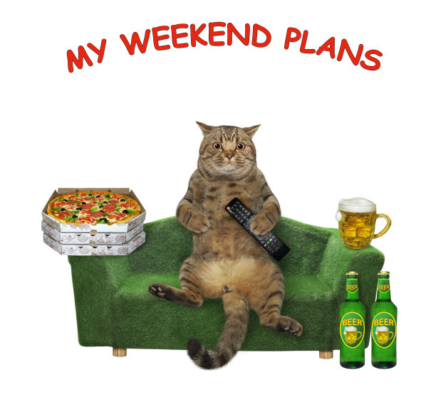 绿色沙发上的猫放松图片下载