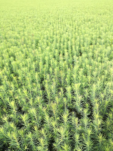 夏季生长在户外大田里的小云杉幼苗。自然的绿色纹理和背景。图片下载