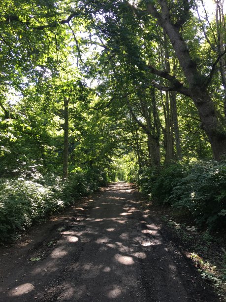 穿过树林的路与斑点的阳光在达夫房子图片下载