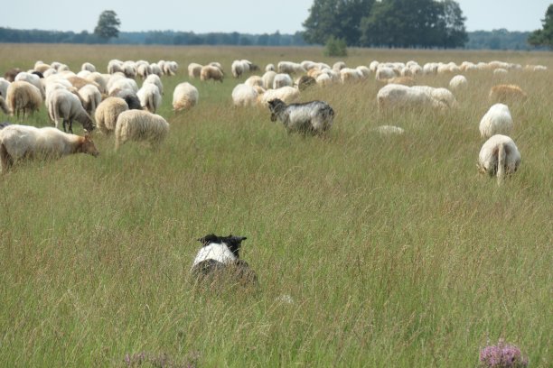 一只边境牧羊犬躺在草地上看着羊群。图片下载