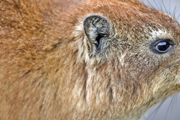 桌山上的土拨鼠图片下载