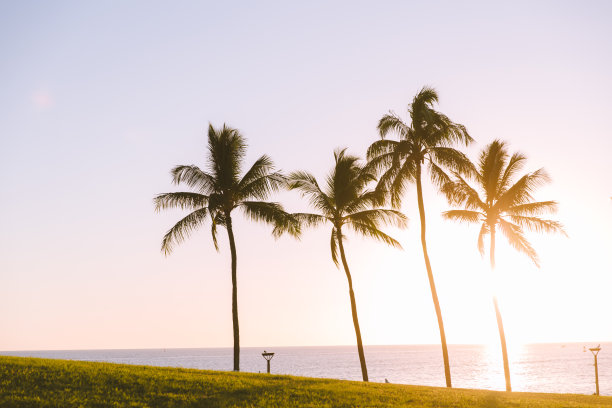 海边有椰子树图片下载