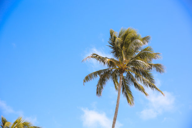 海边有椰子树图片下载