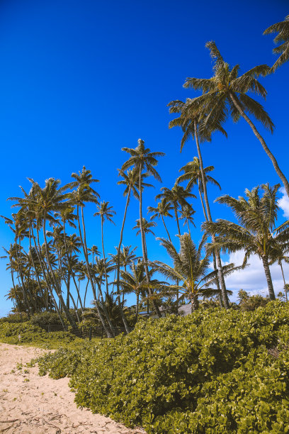 夏威夷公园里的椰子树图片下载
