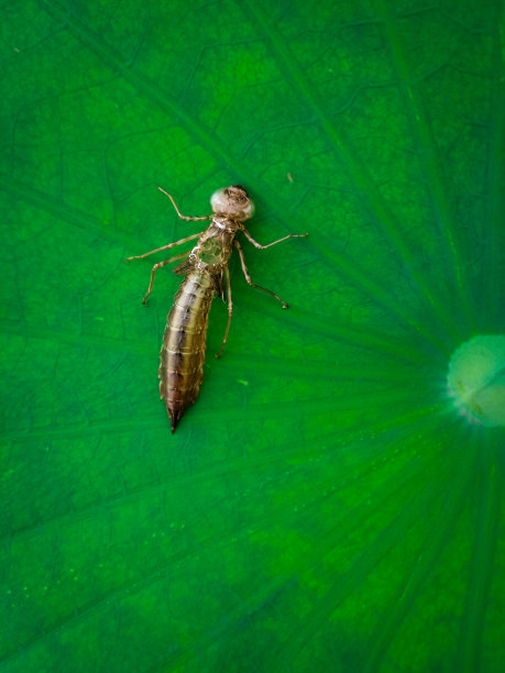 蜻蜓幼虫;空的皮肤图片下载