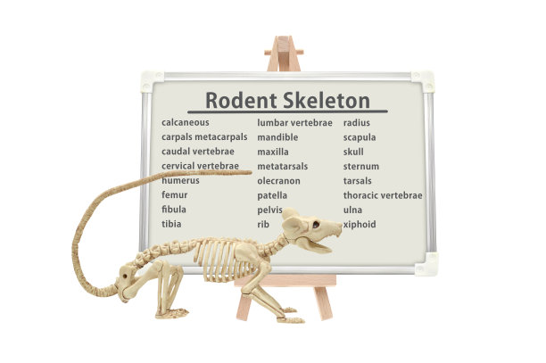 啮齿动物骨架图片下载